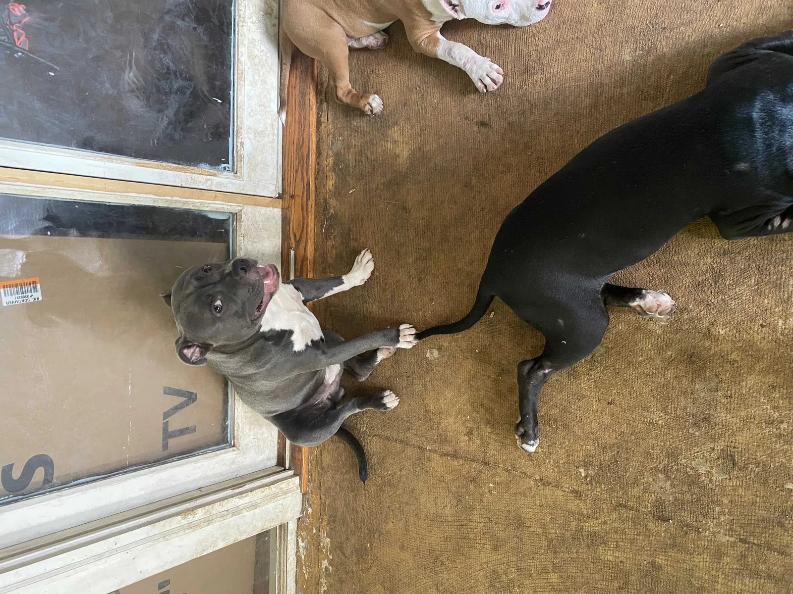 Lost dog in Enterprise, AL, 36330
