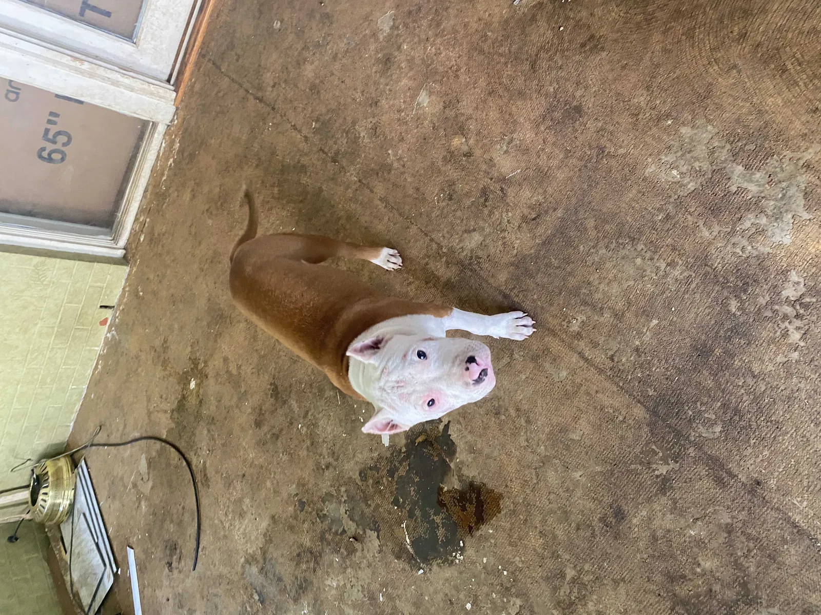 Lost dog in Enterprise, AL, 36330