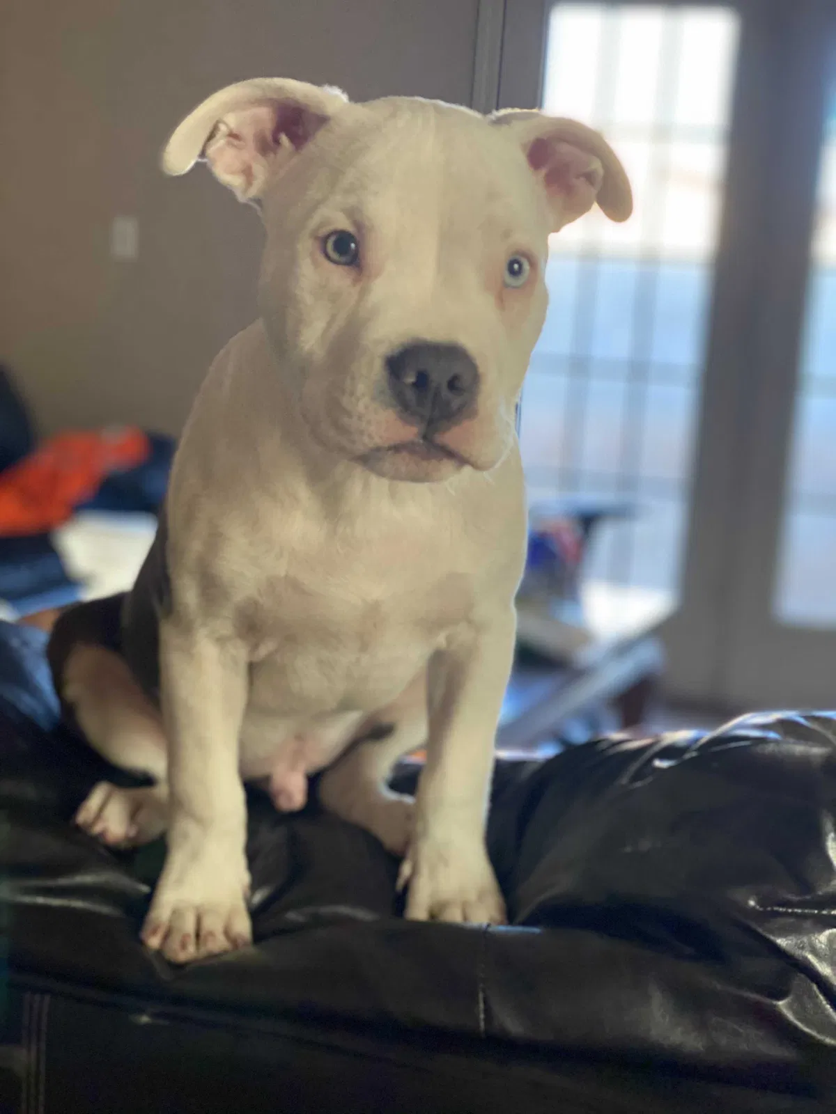 Lost dog in Albuquerque, NM, 87105