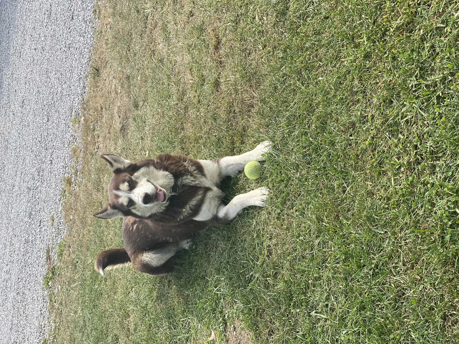 Lost dog in Sadieville, KY, 40370