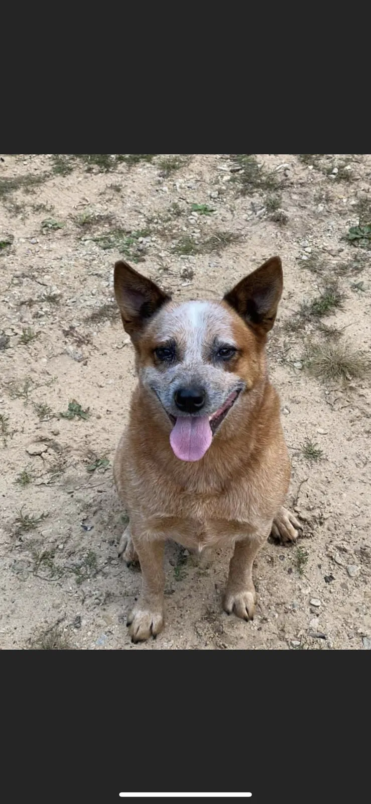 Lost dog in Westfield, WI, 53964