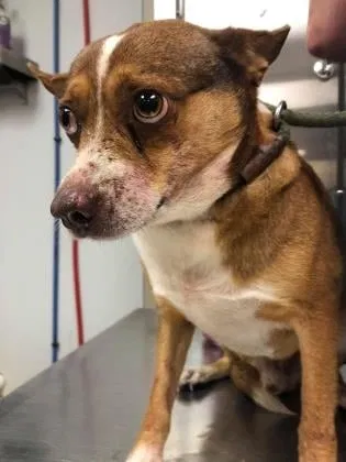 Lost dog in Sumter, SC, 29154