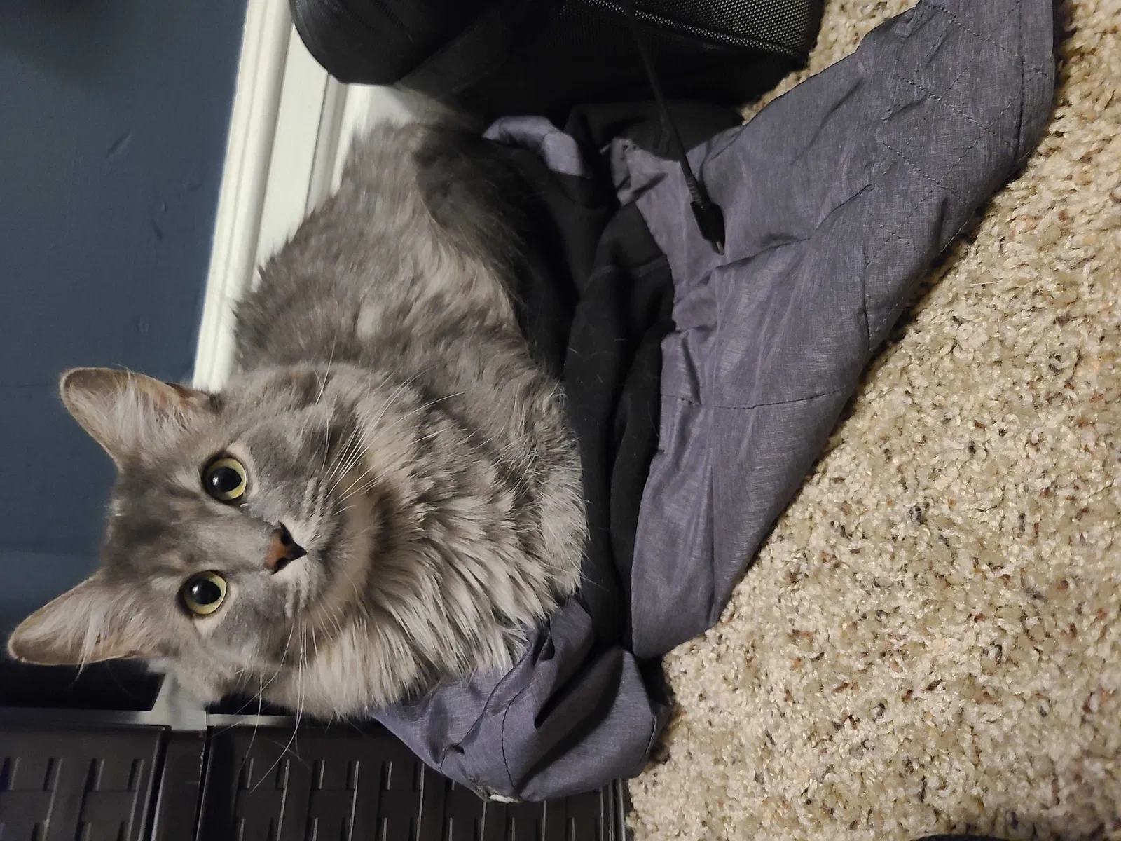 Lost cat in South Saint Paul, MN, 55075