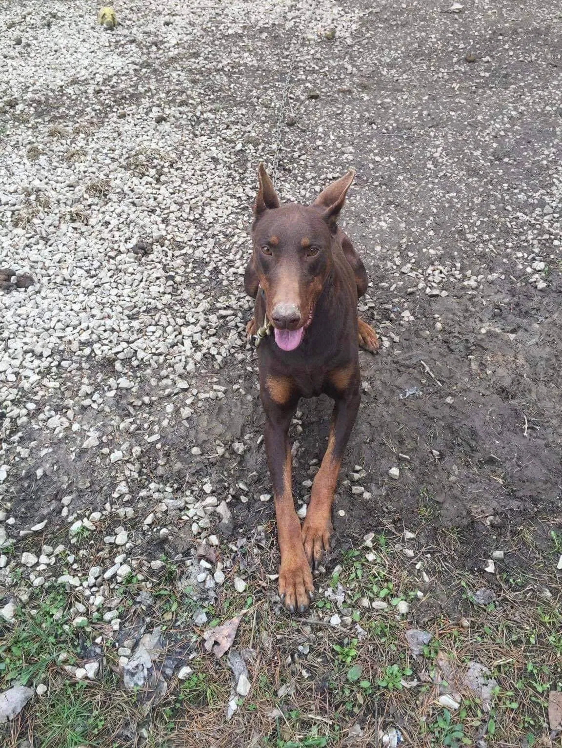Lost dog in Grayson, KY, 41143