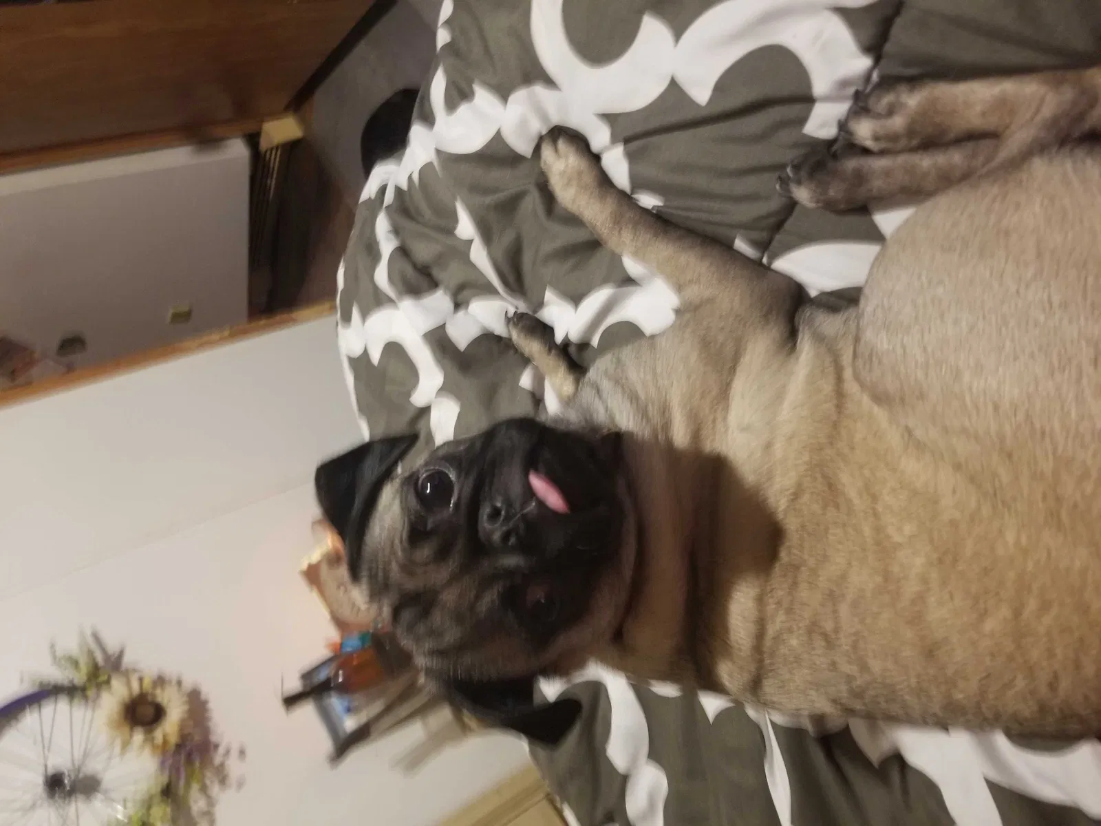 Lost dog in Pataskala, OH, 43062