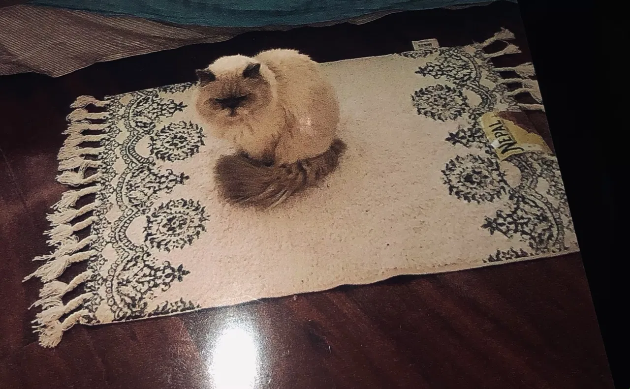 Lost cat in Los Angeles, CA, 90015