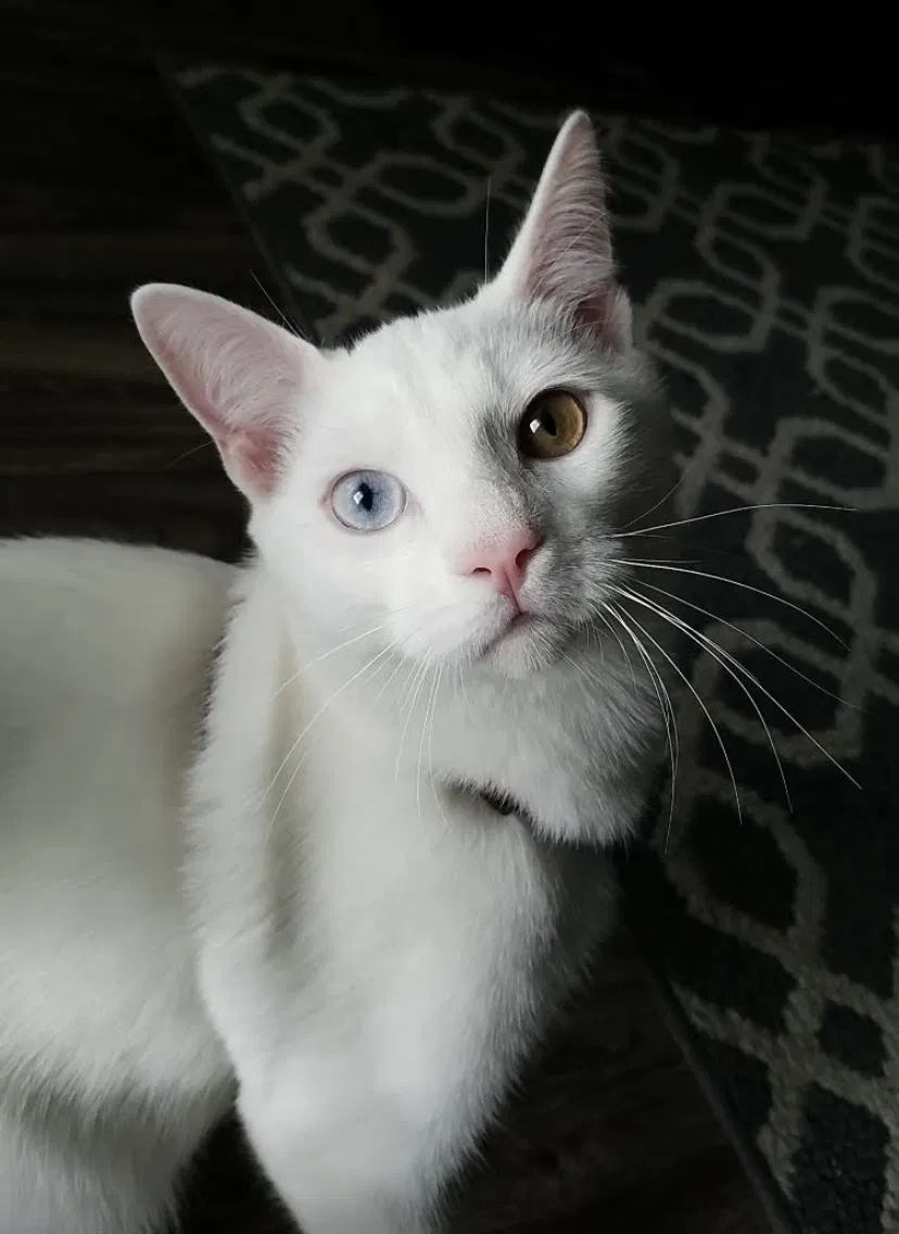Lost cat in Nuevo, CA, 92567