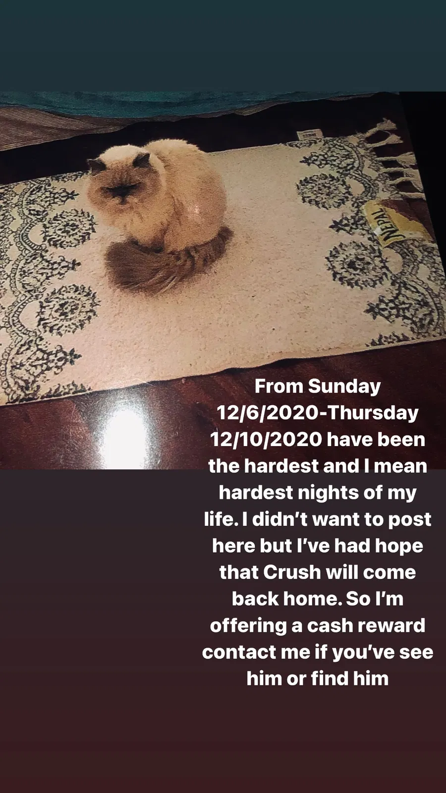 Lost cat in Los Angeles, CA, 90015