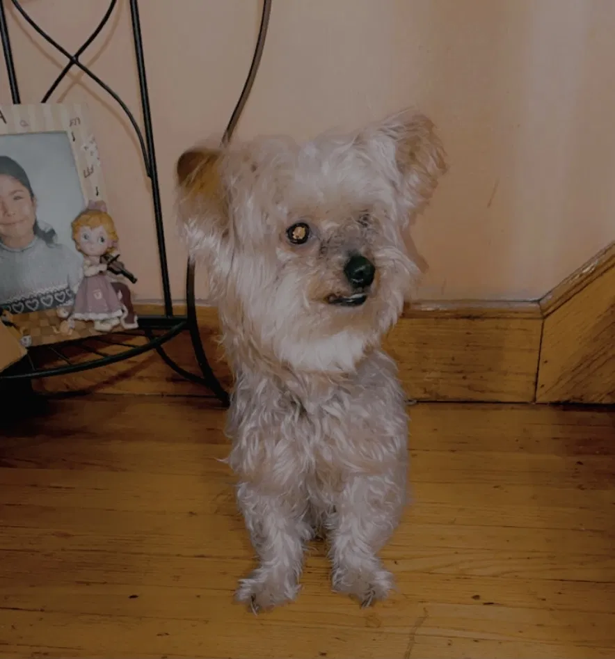 Lost dog in Chicago, IL, 60629