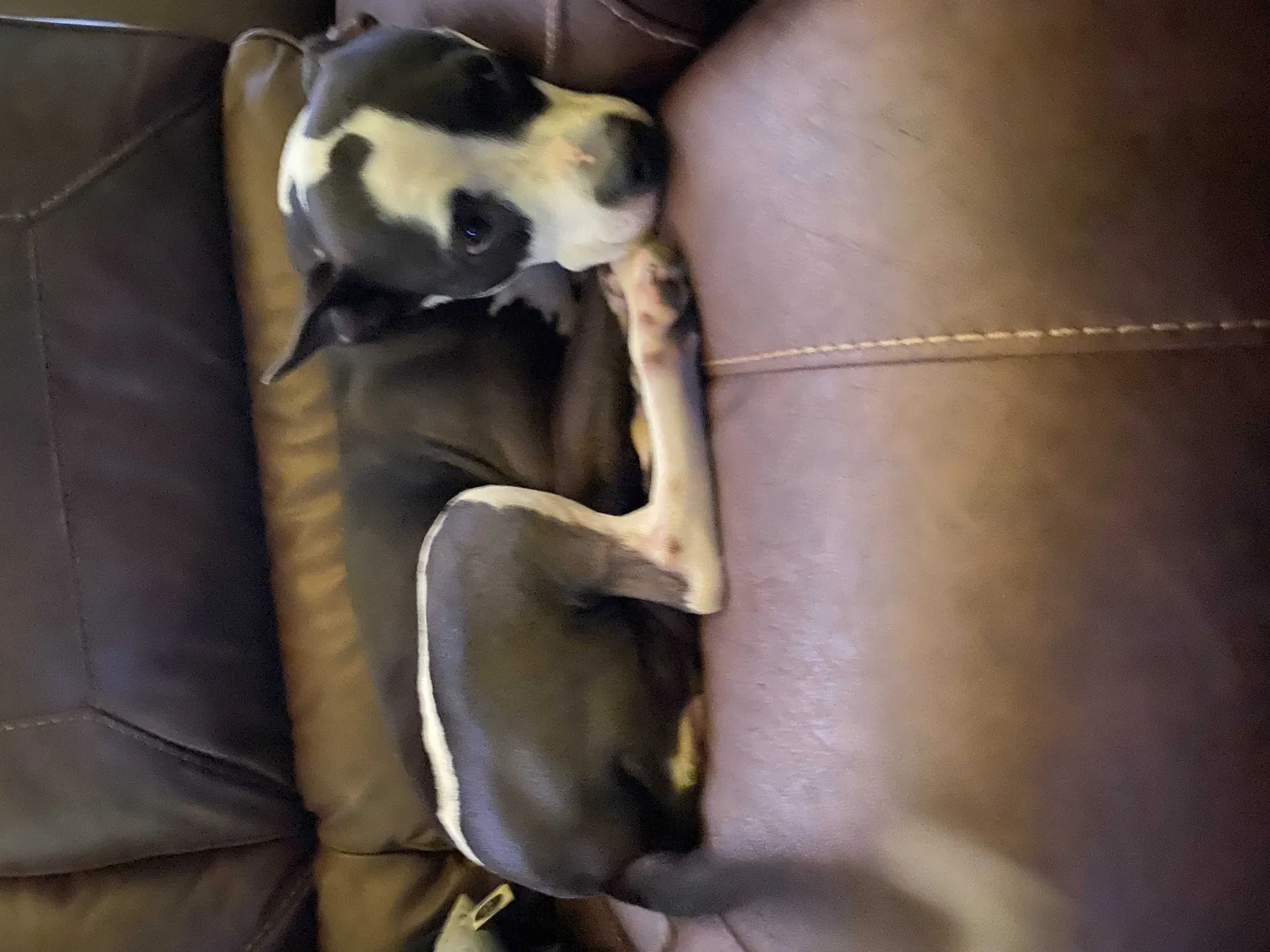 Lost dog in Orlando, FL, 32807
