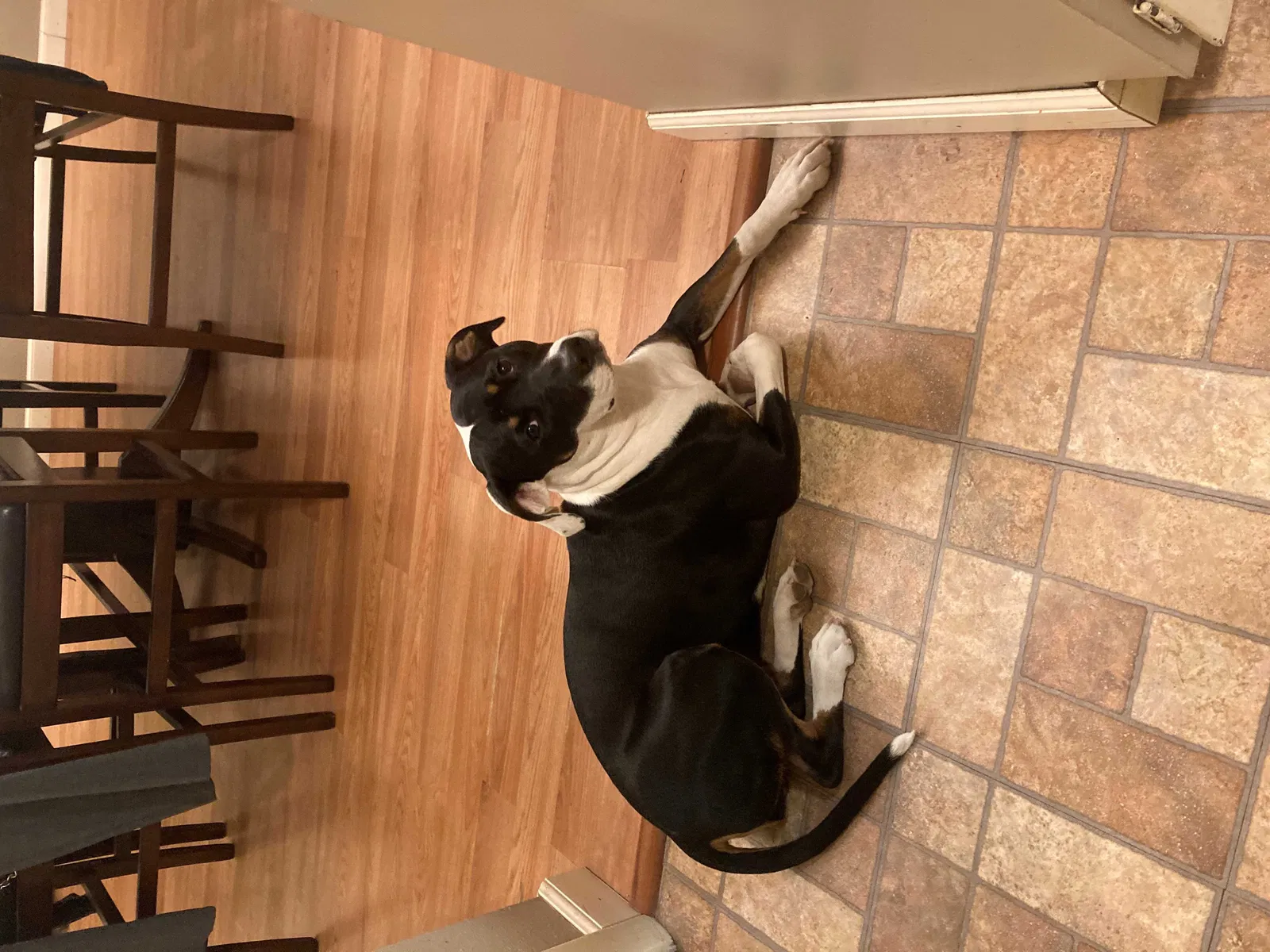 Lost dog in Albuquerque, NM, 87121