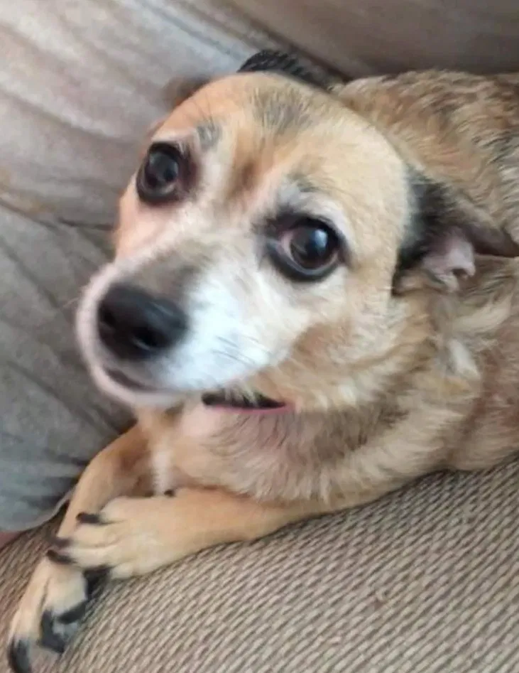 Lost dog in Punta Gorda, FL, 33982