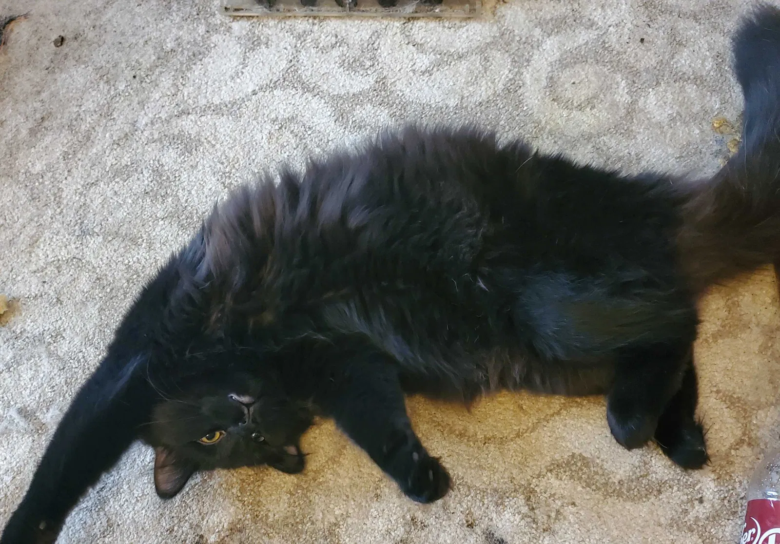 Lost cat in Fargo, ND, 58102