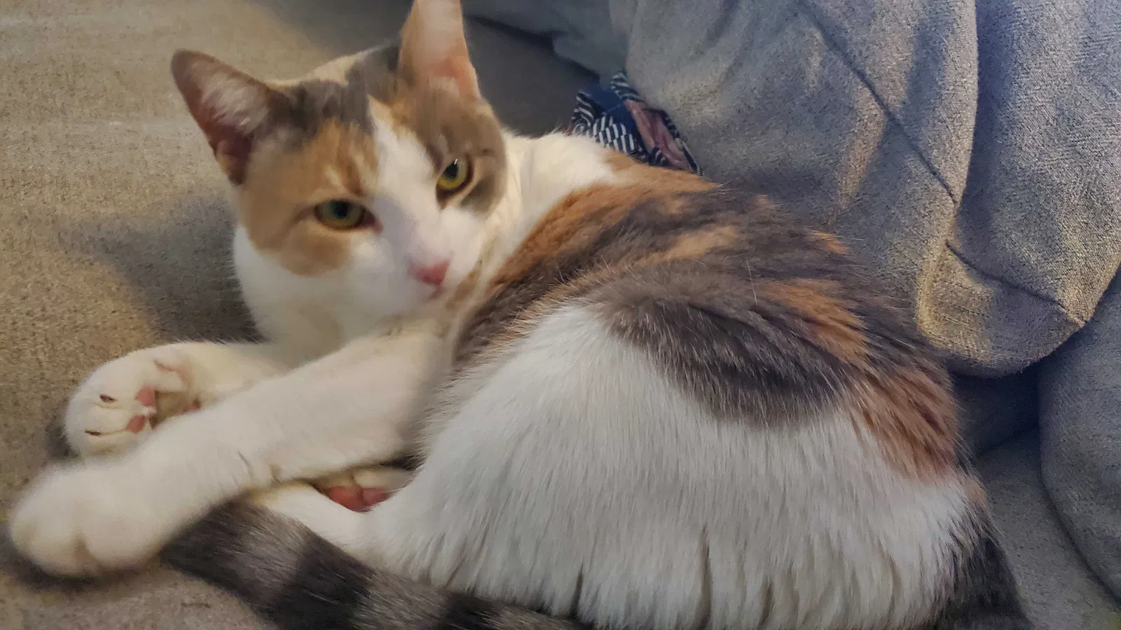 Lost cat in Pottstown, PA, 19464