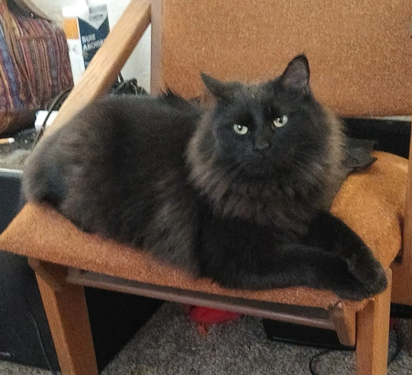 Lost cat in Pueblo, CO, 81006