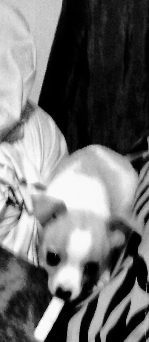 Lost dog in Kingsport, TN, 37660