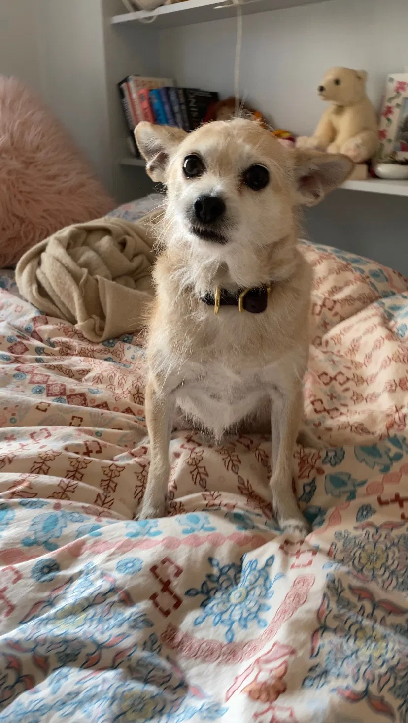 Lost dog in Brooklyn, NY, 11225