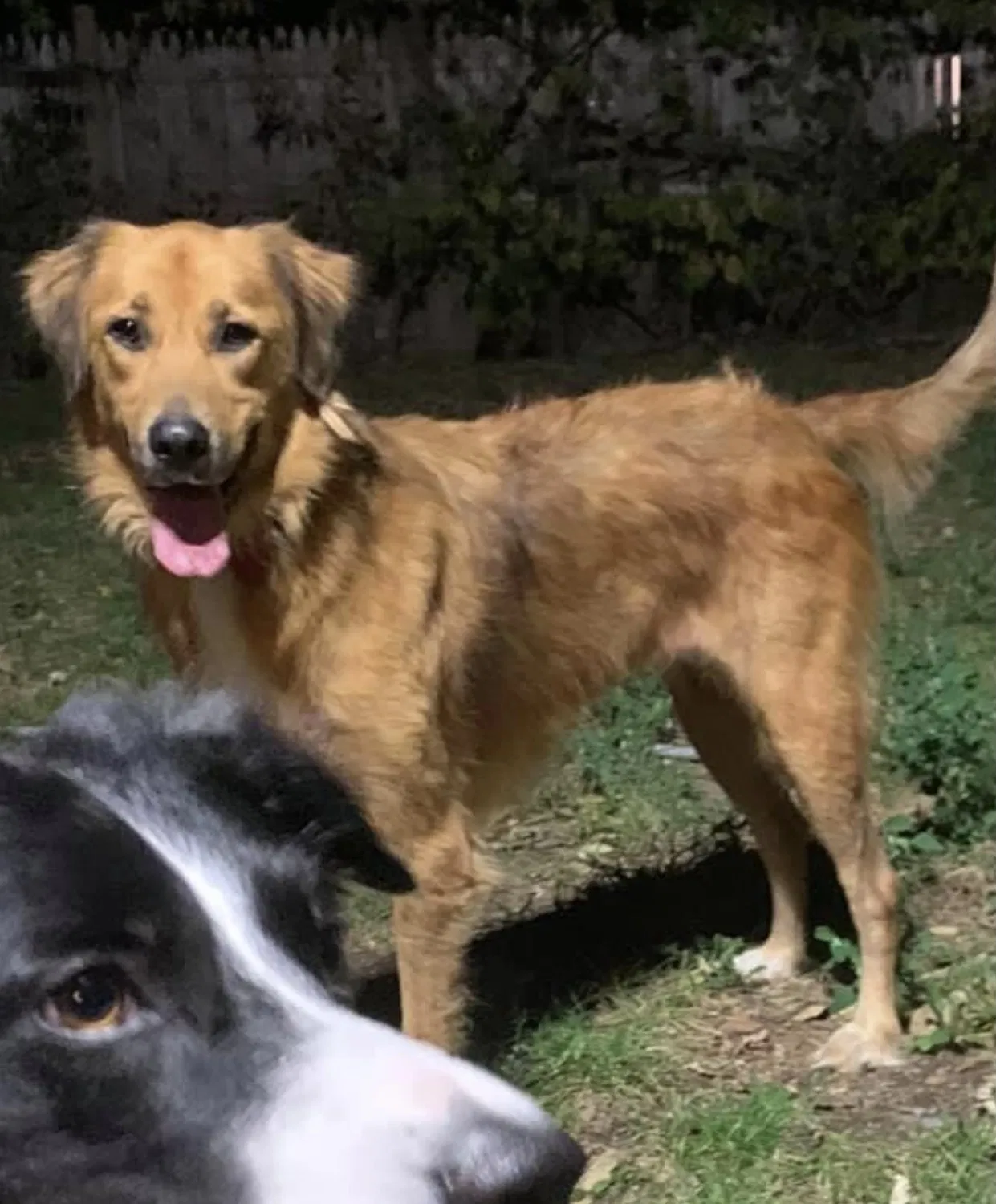Lost dog in Wichita, KS, 67211