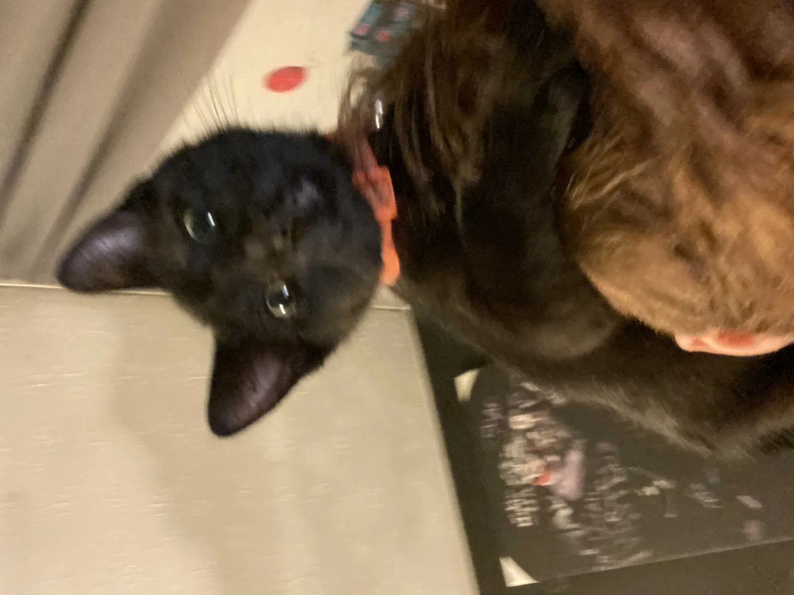 Lost cat in Goshen, OH, 45122