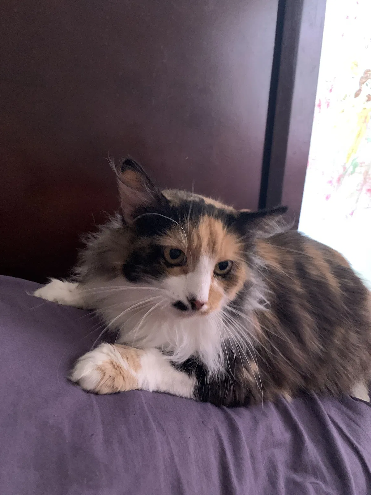 Lost cat in Vancouver, WA, 98683