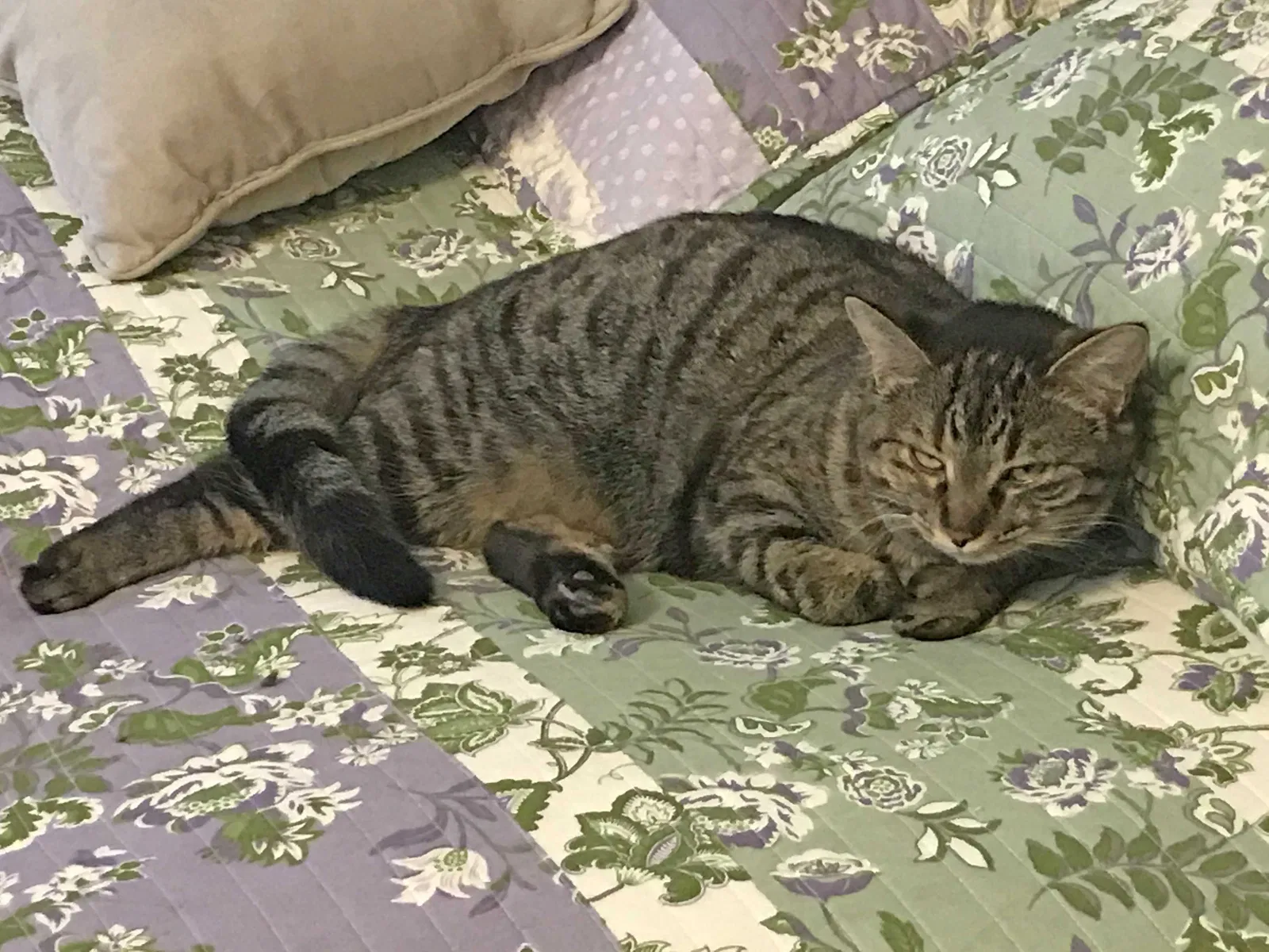 Lost cat in Redford, MI, 48239