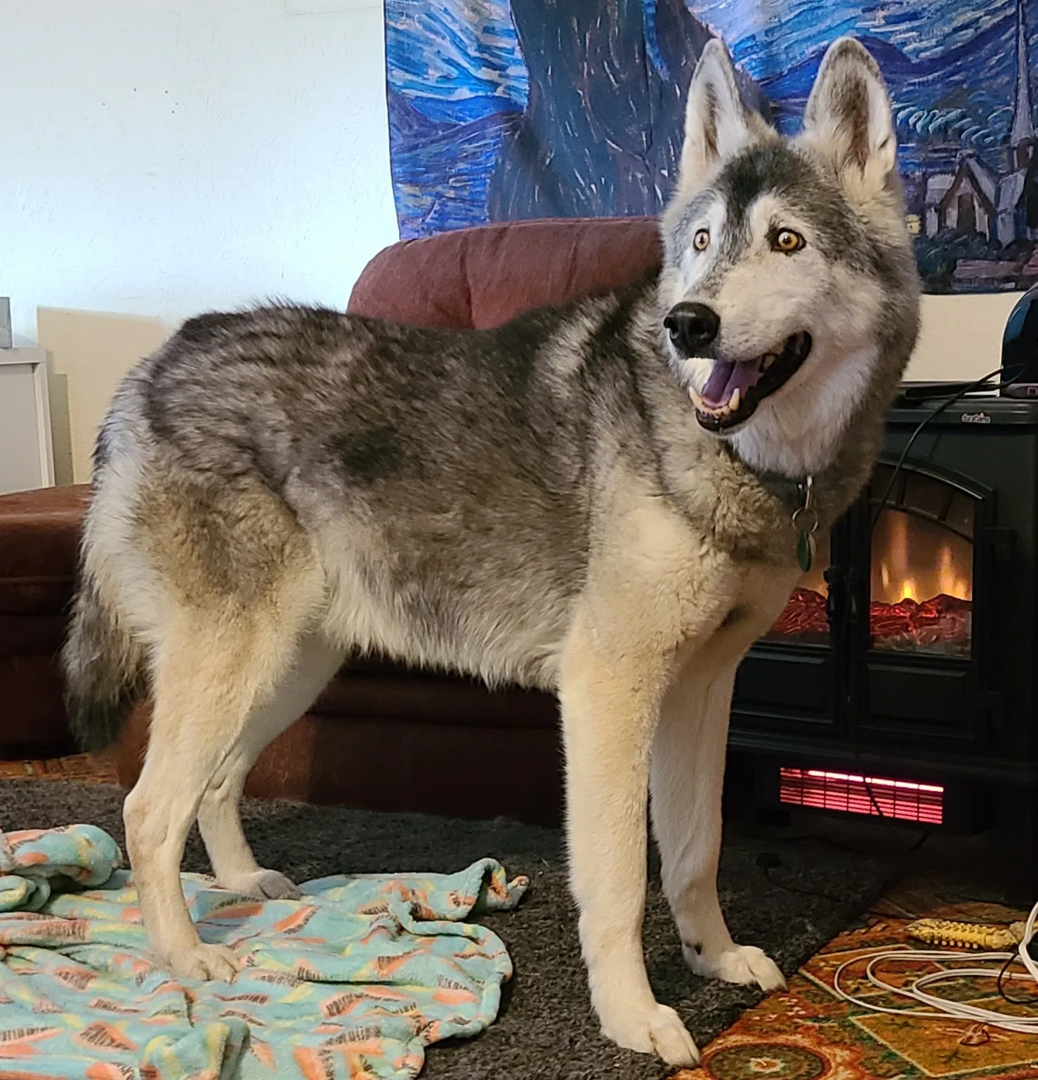 Lost dog in Dayton, OH, 45458