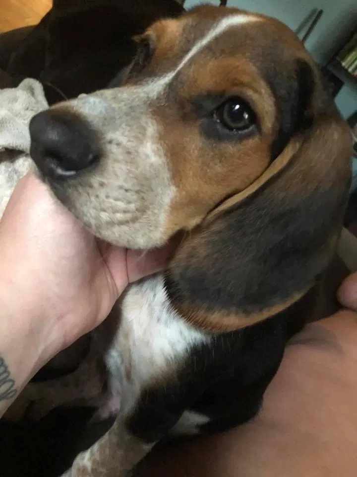 Lost dog in Stroudsburg, PA, 18360