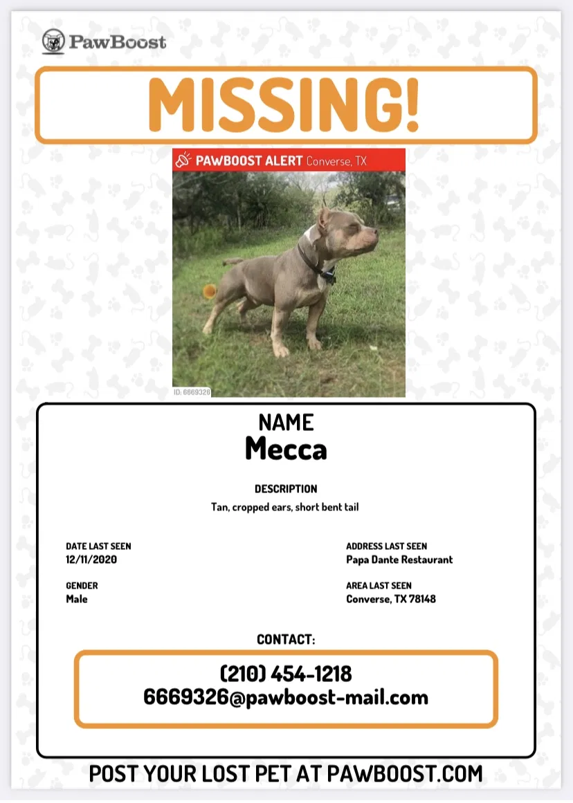 Lost dog in Converse, TX, 78109