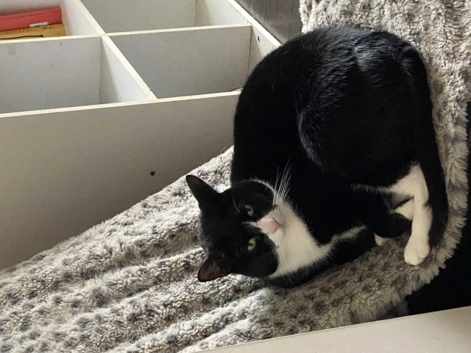 Lost cat in Garfield, NJ, 7026