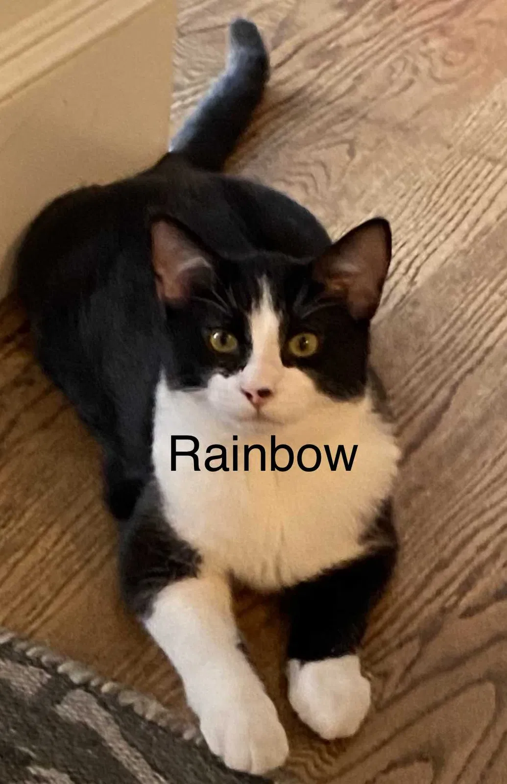 Lost cat in Brighton, MA, 2135
