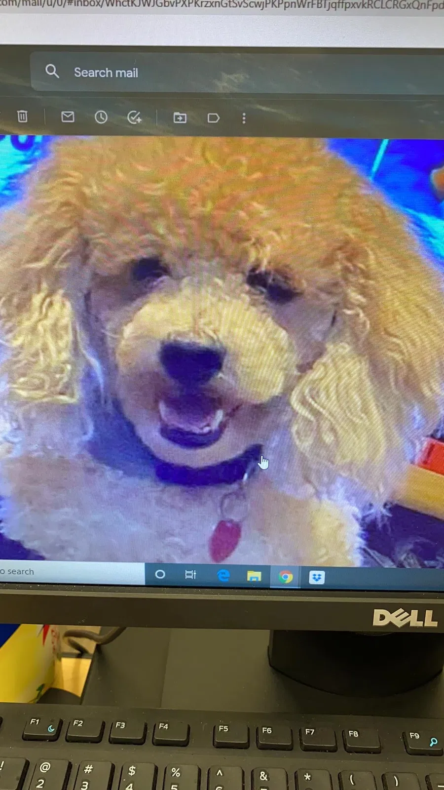 Lost dog in Beaumont, TX, 77703