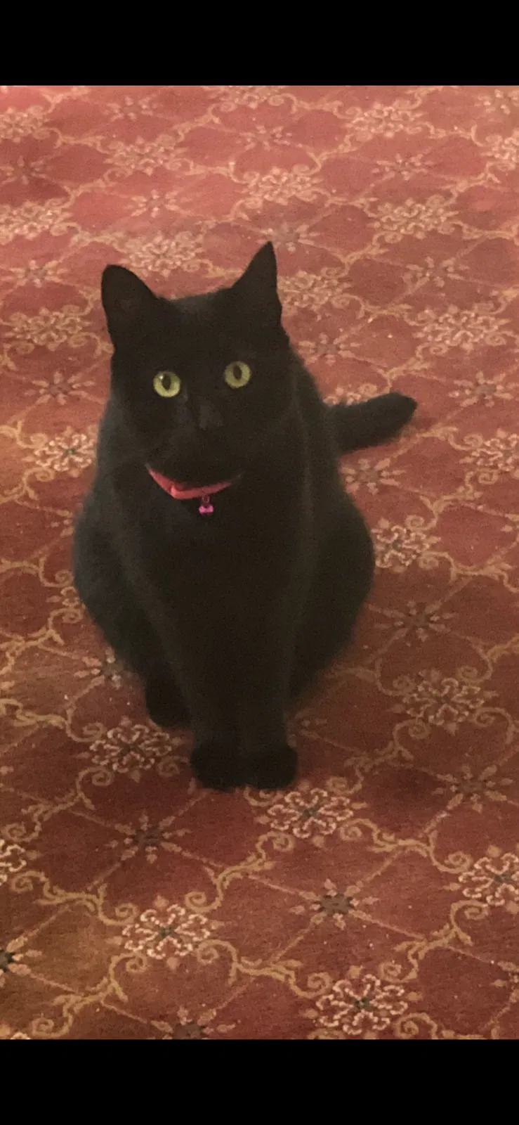 Lost cat in Monroe, CT, 6468