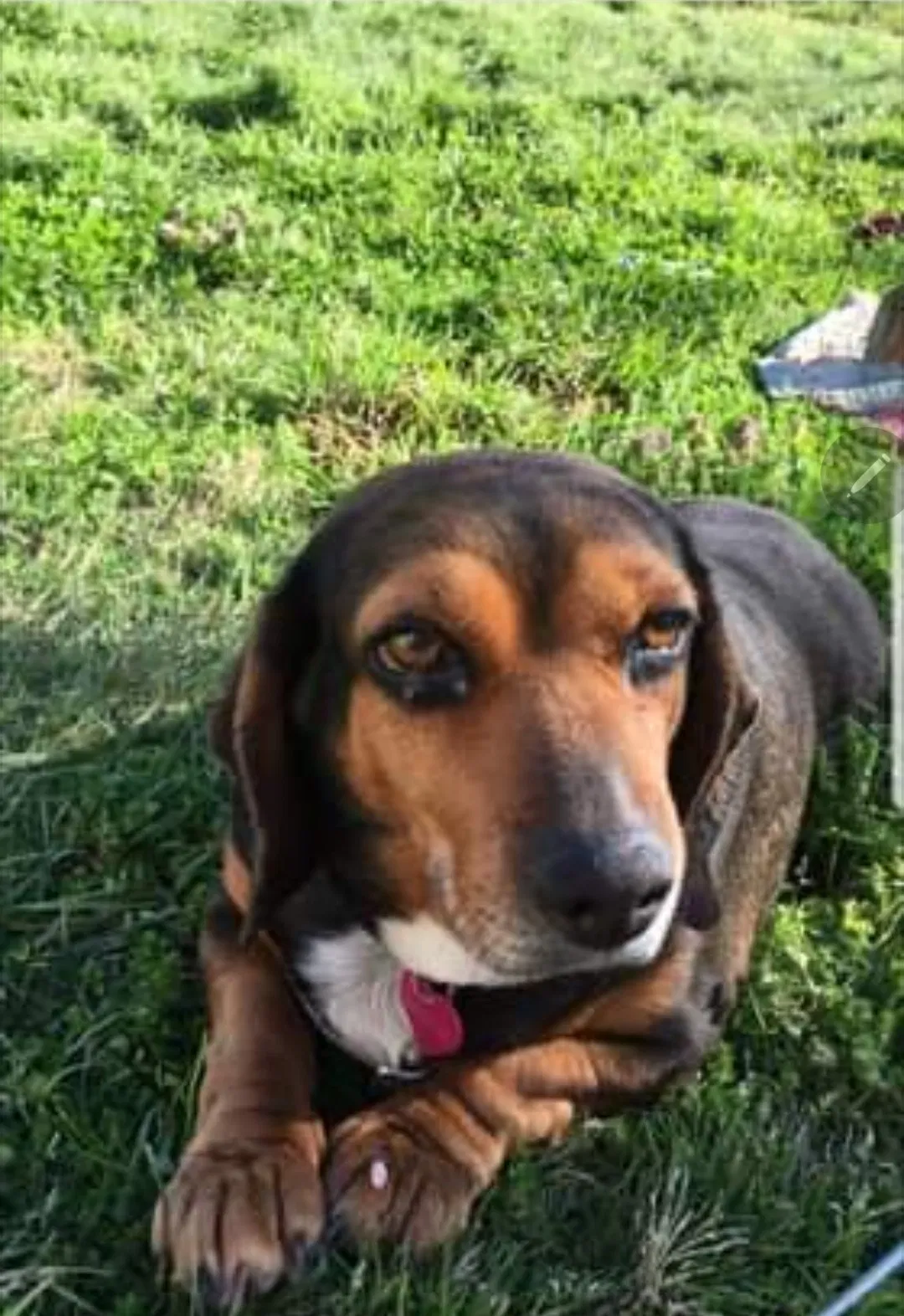 Lost dog in Madison, MS, 39110