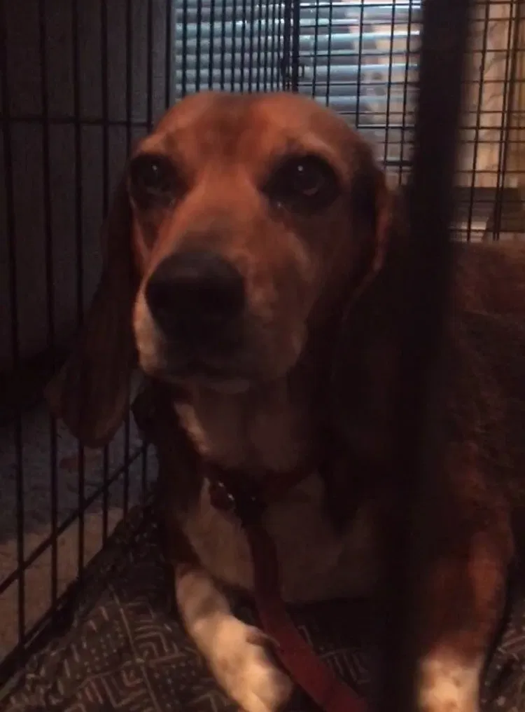 Lost dog in Madison, MS, 39110
