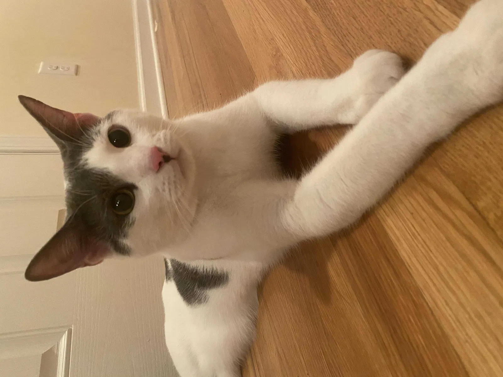 Lost cat in Hendersonville, NC, 28791