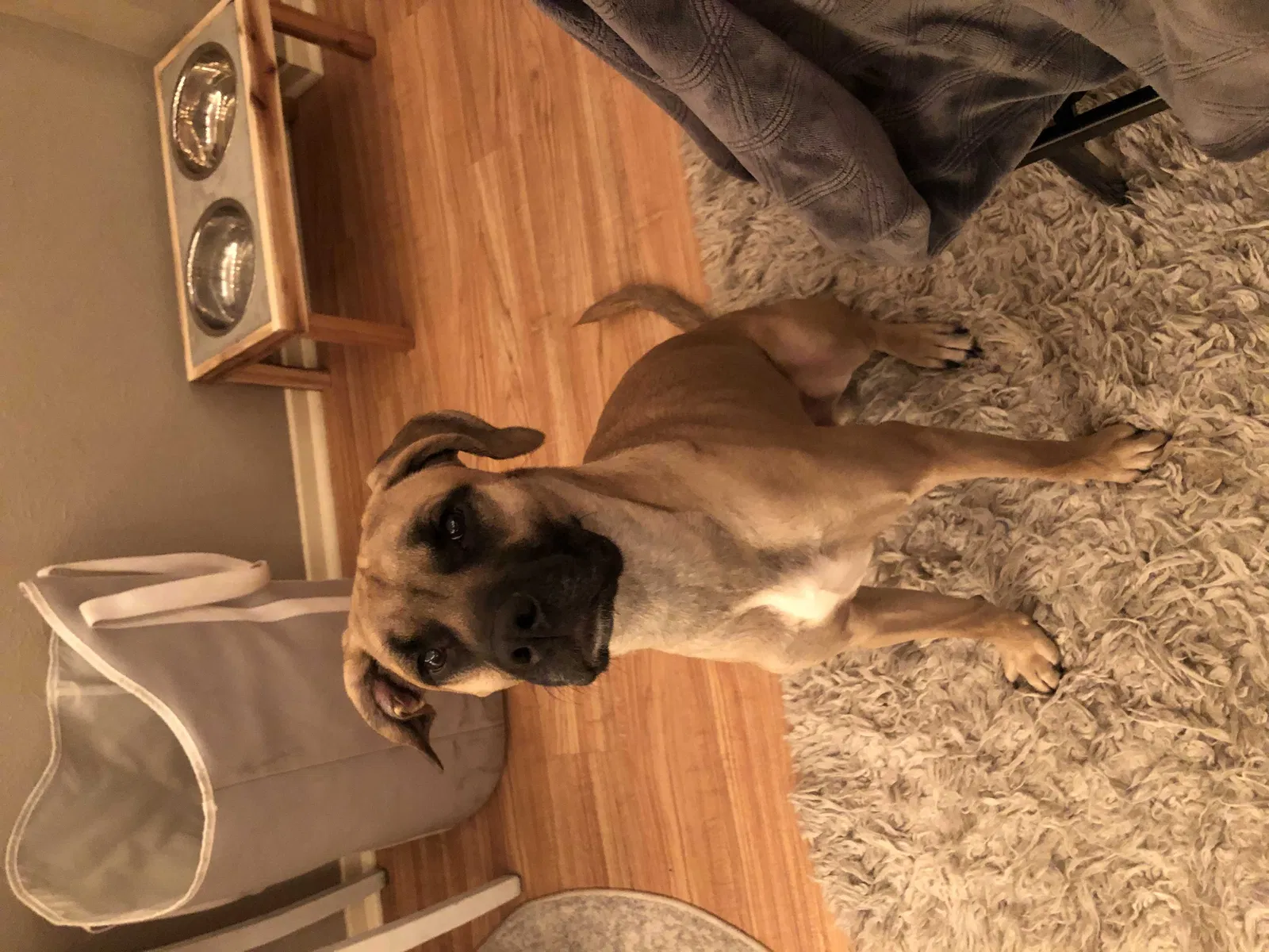 Lost dog in Georgetown, TX, 78628