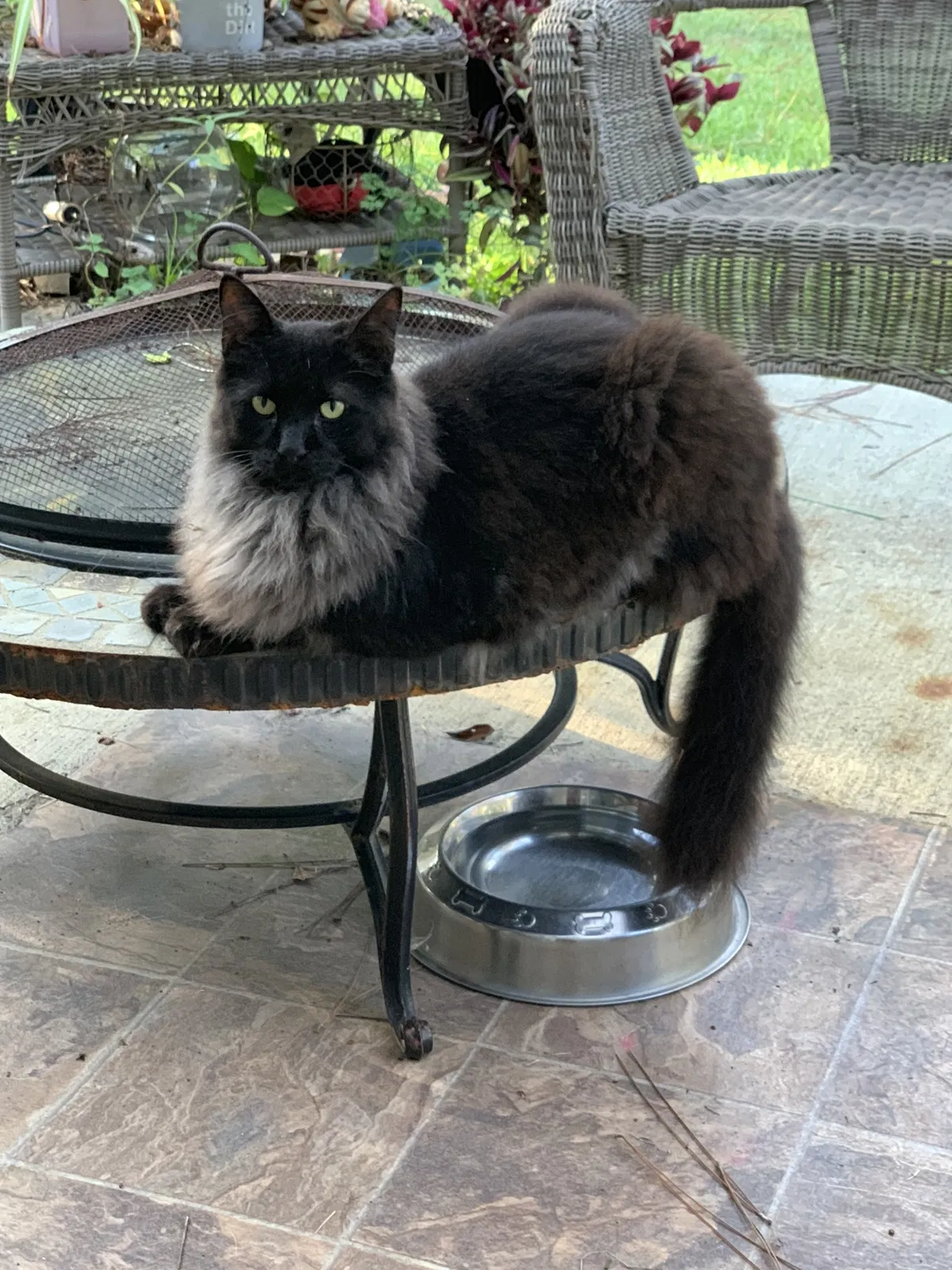 Lost cat in Kiln, MS, 39556