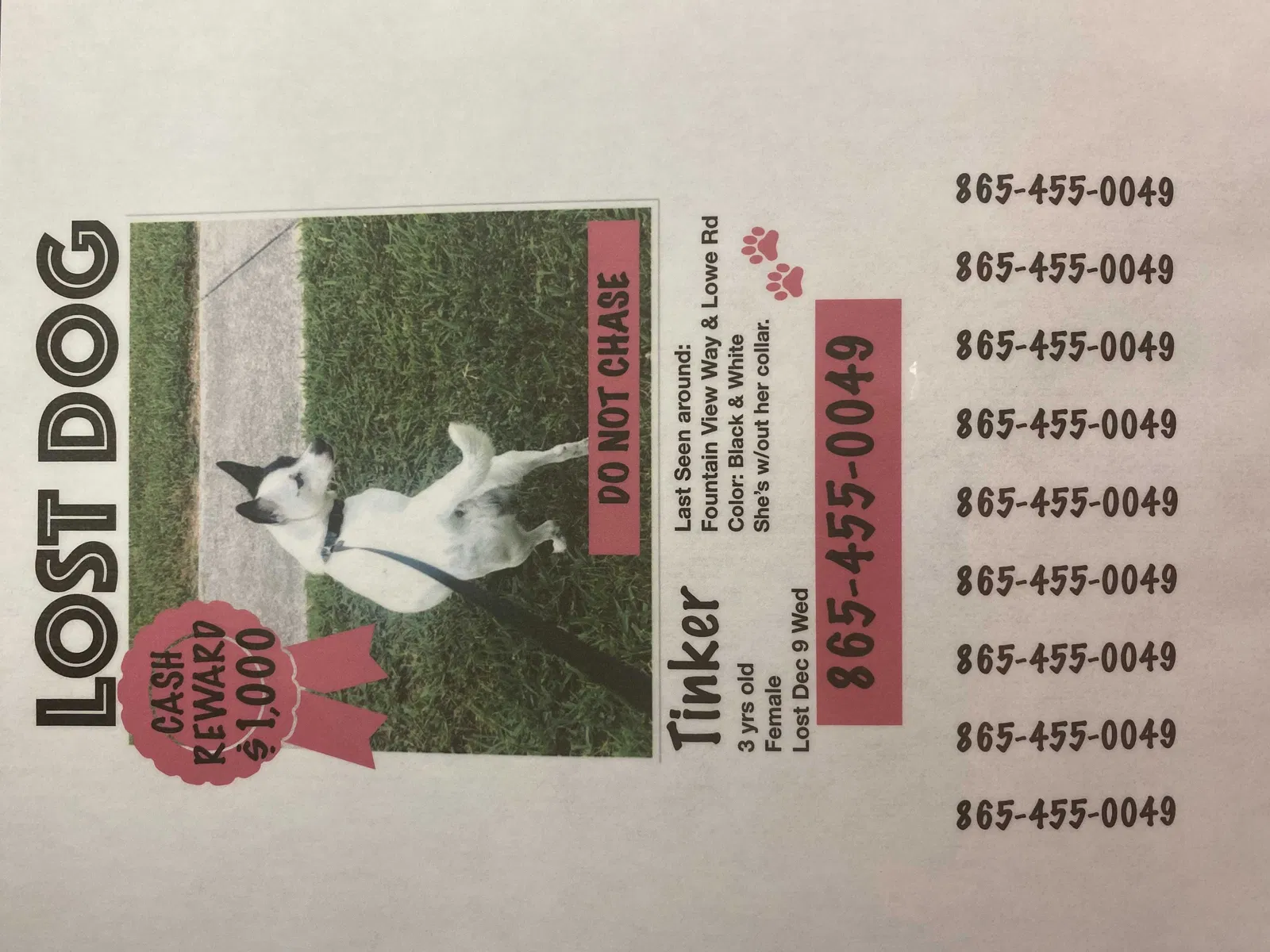 Lost dog in Knoxville, TN, 37918