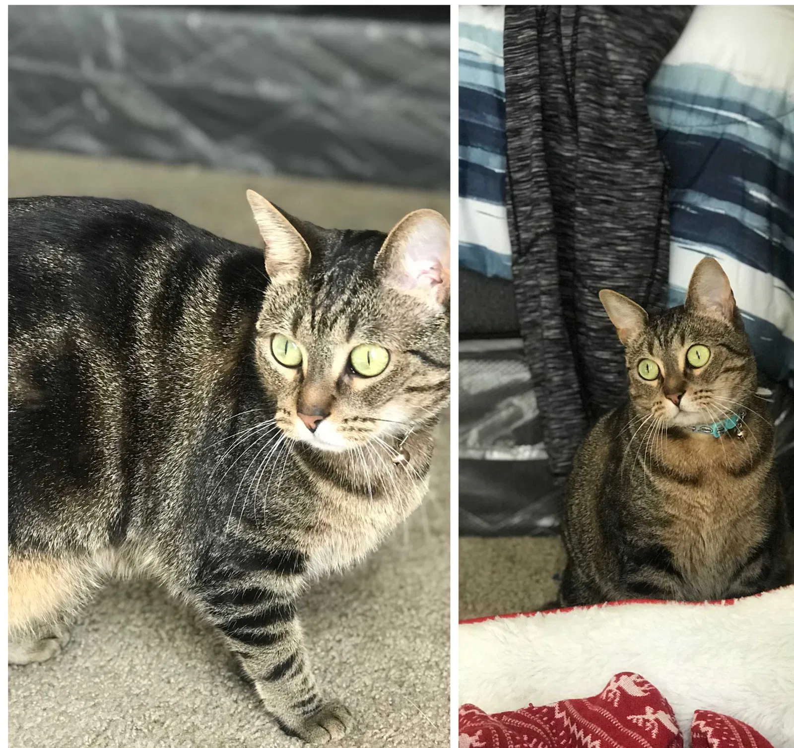 Lost cat in Grapevine, TX, 76051