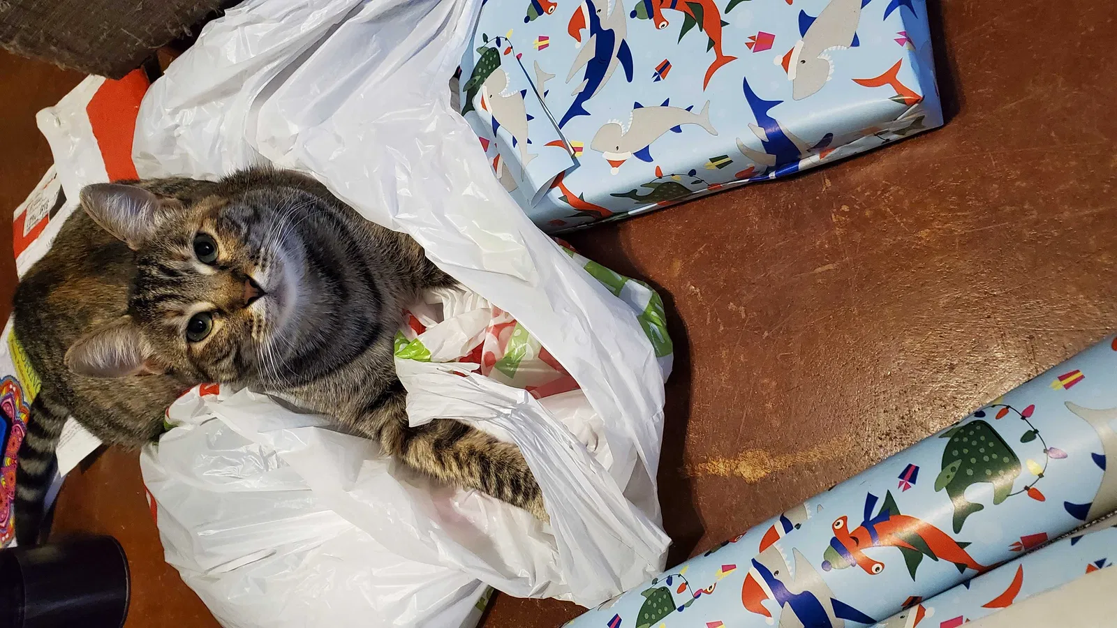 Lost cat in College Station, TX, 77845