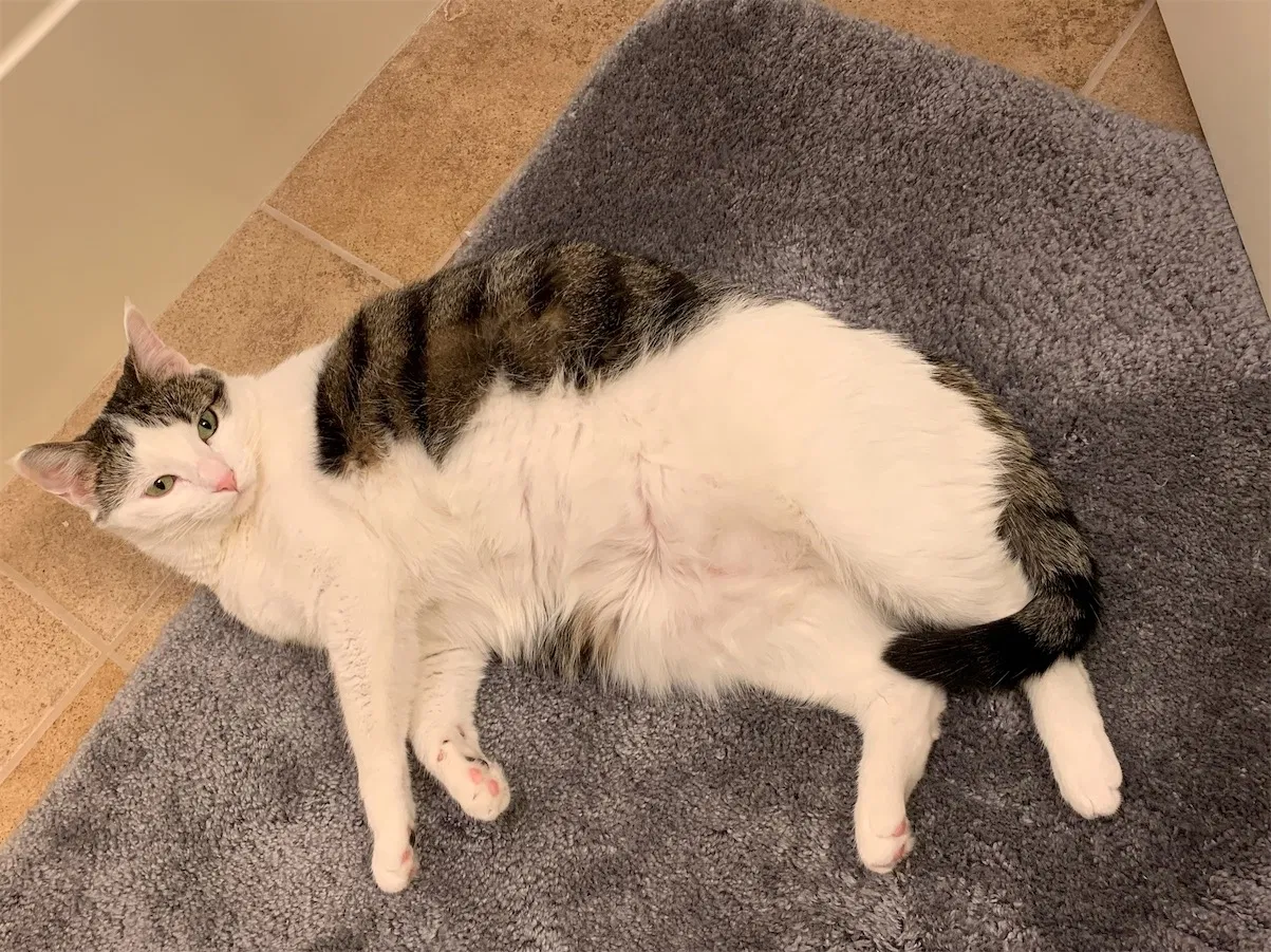 Lost cat in Peoria, IL, 61615