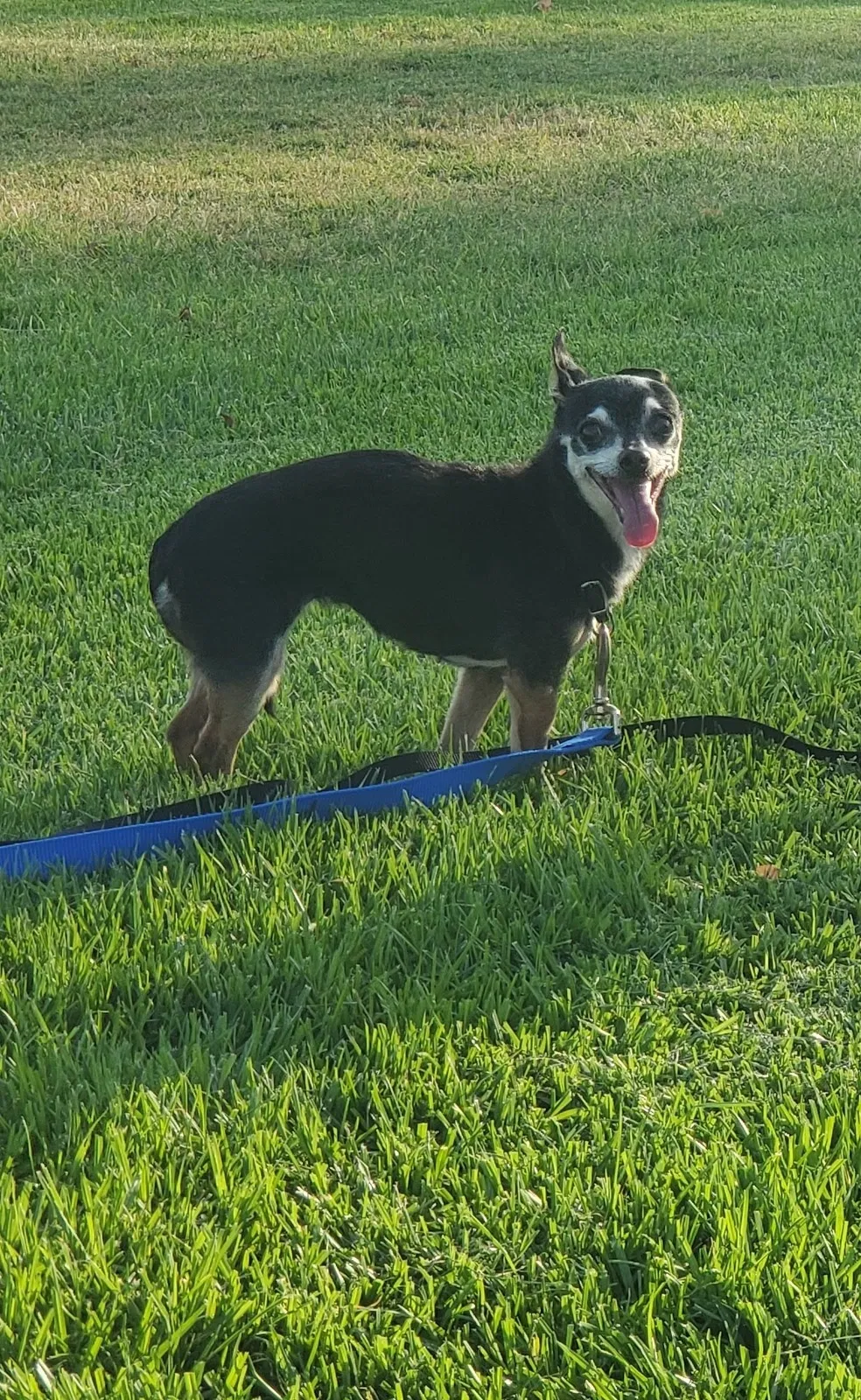 Lost dog in Riverside, CA, 92507