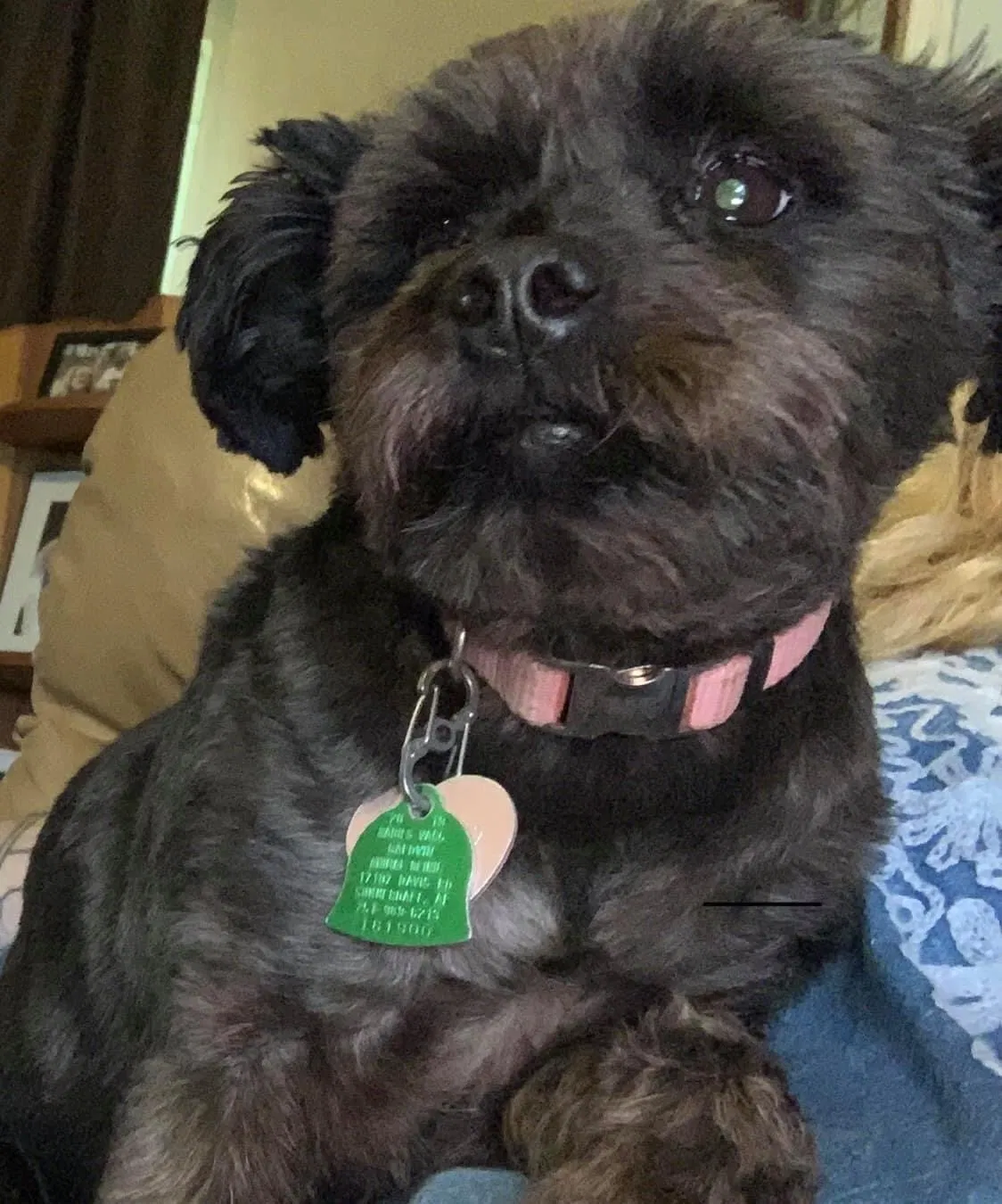 Lost dog in Summerdale, AL, 36580