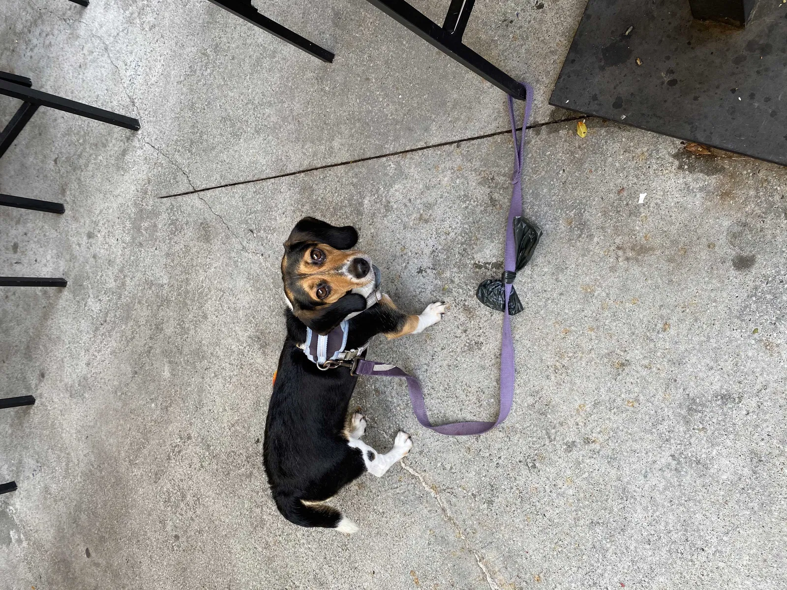 Lost dog in Florence, SC, 29505