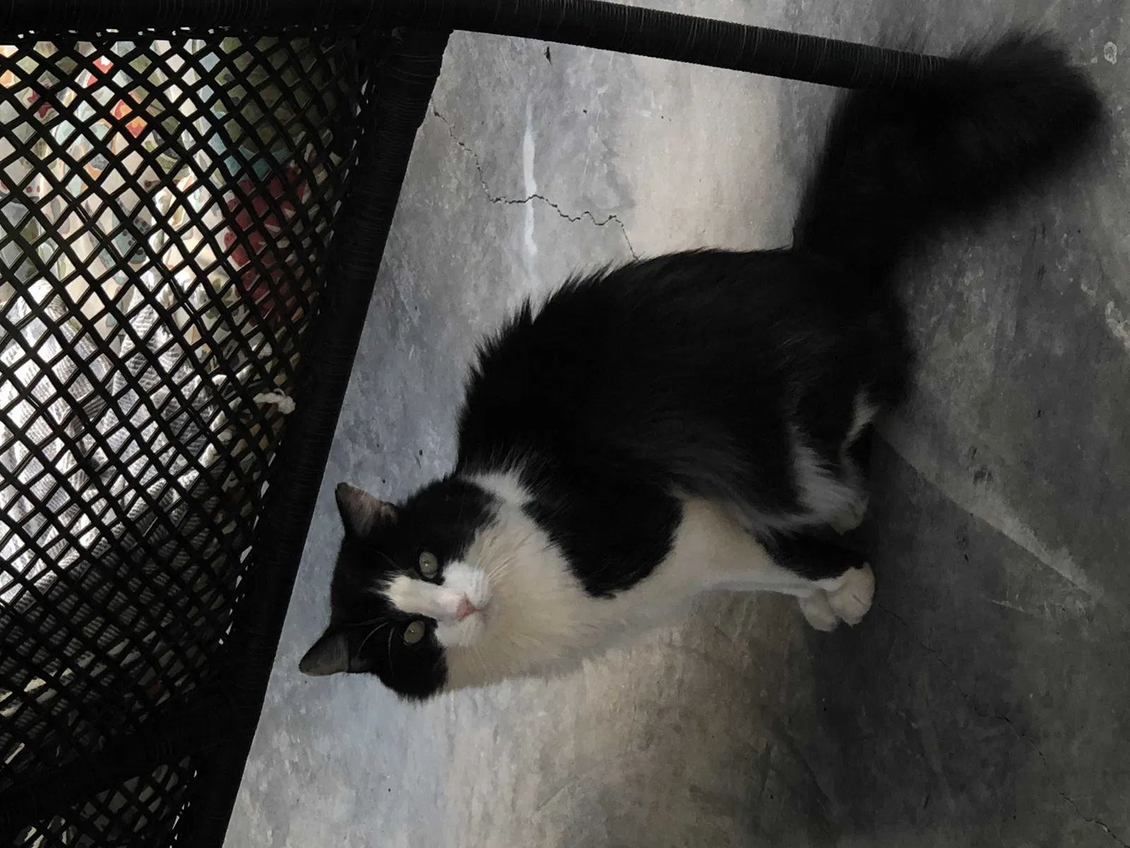 Lost cat in Pauline, SC, 29374