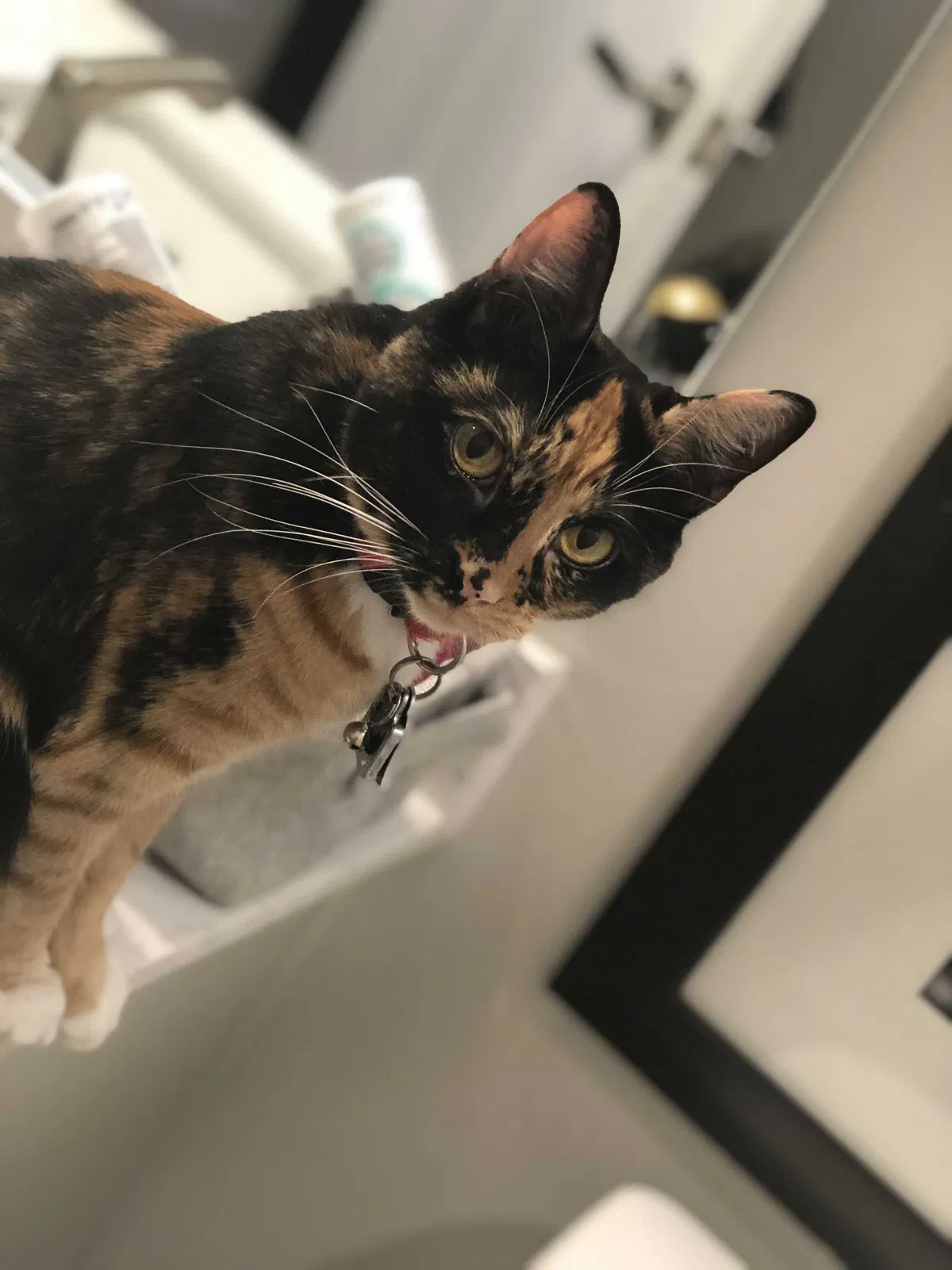 Lost cat in Greenville, SC, 29607