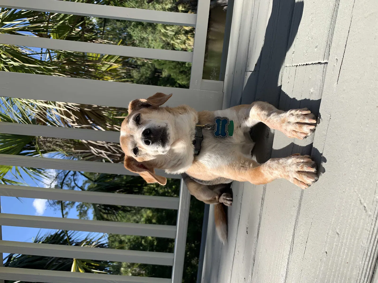 Lost dog in Elgin, SC, 29045