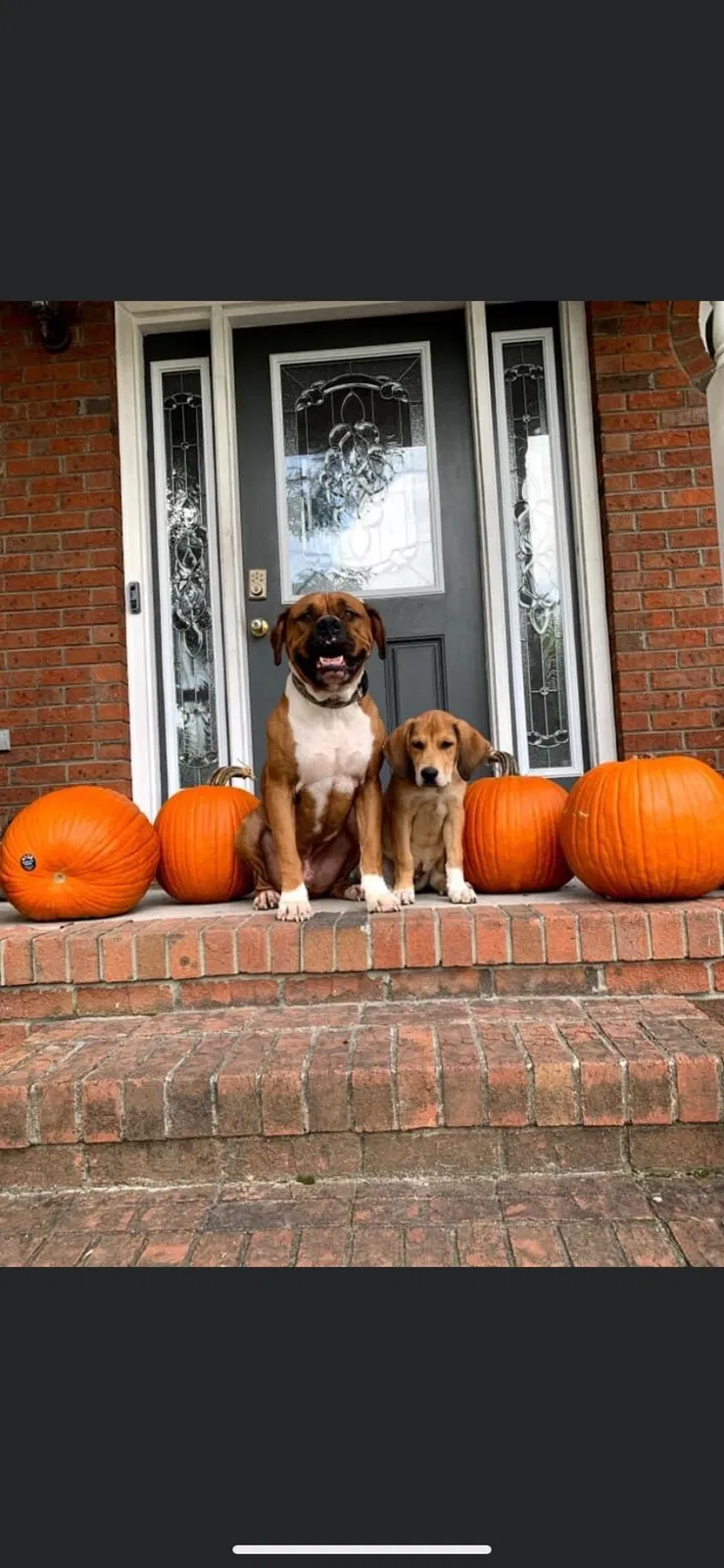 Lost dog in Jacksonville, NC, 28546