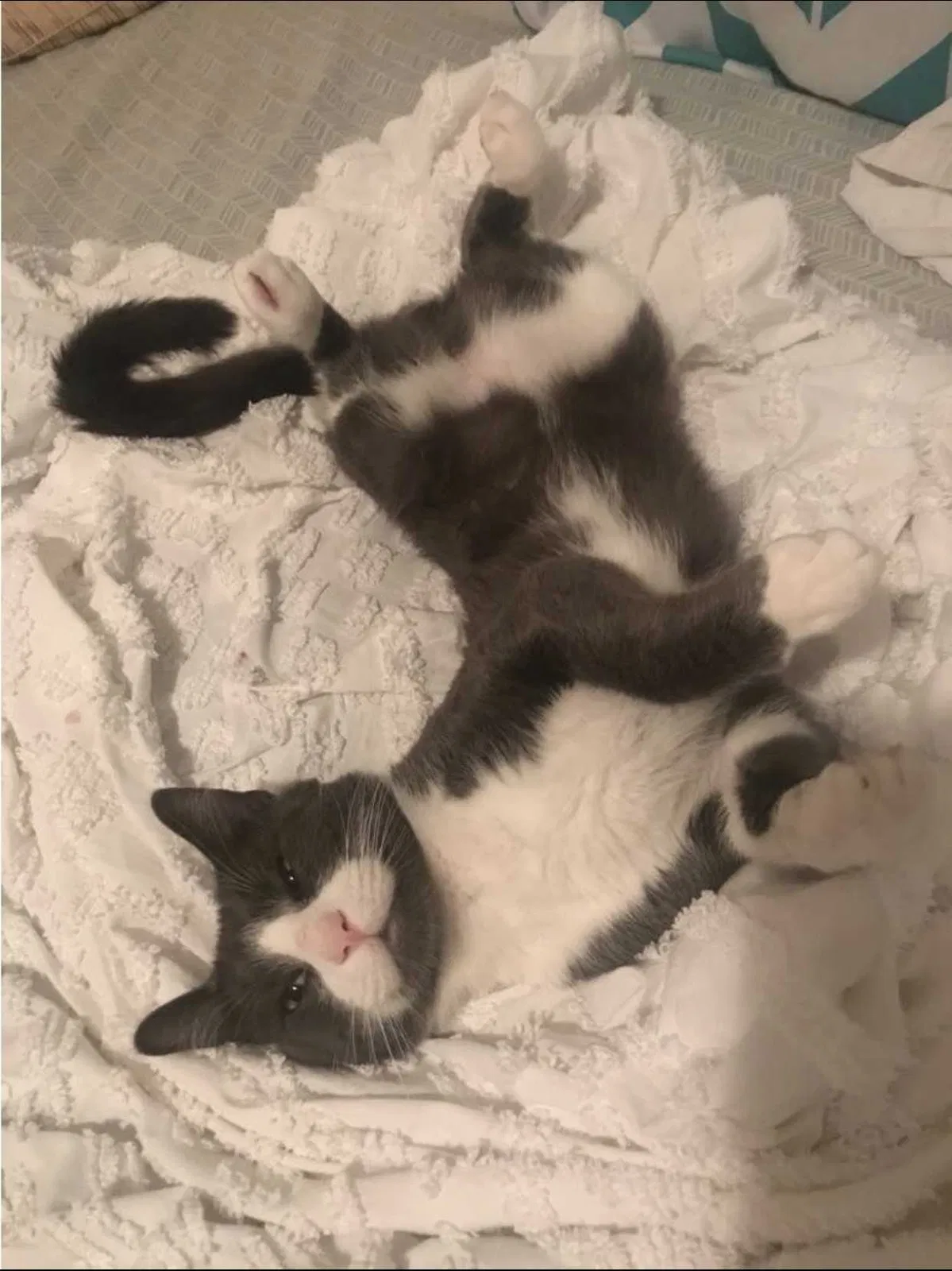 Lost cat in Richmond, VA, 23226