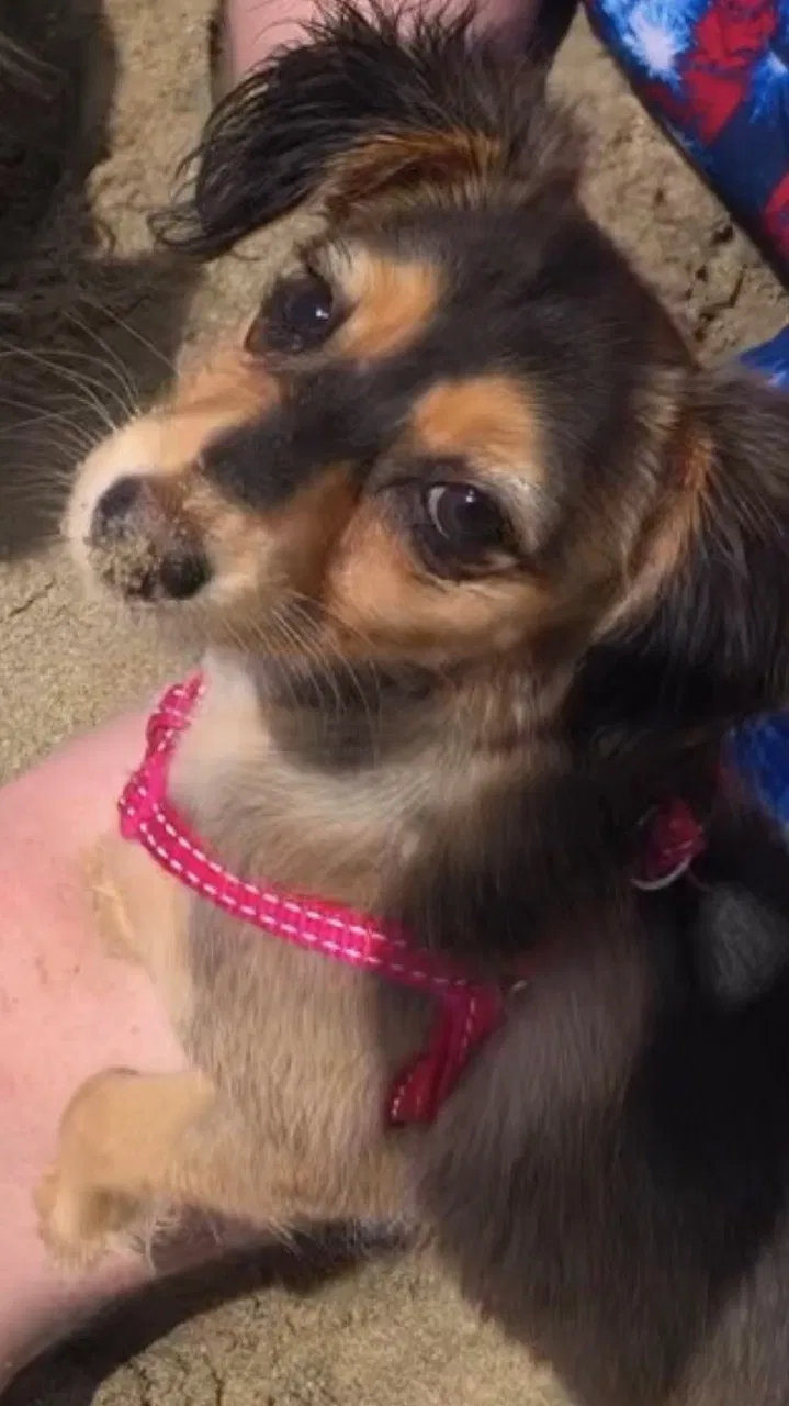 Lost dog in Perris, CA, 92571